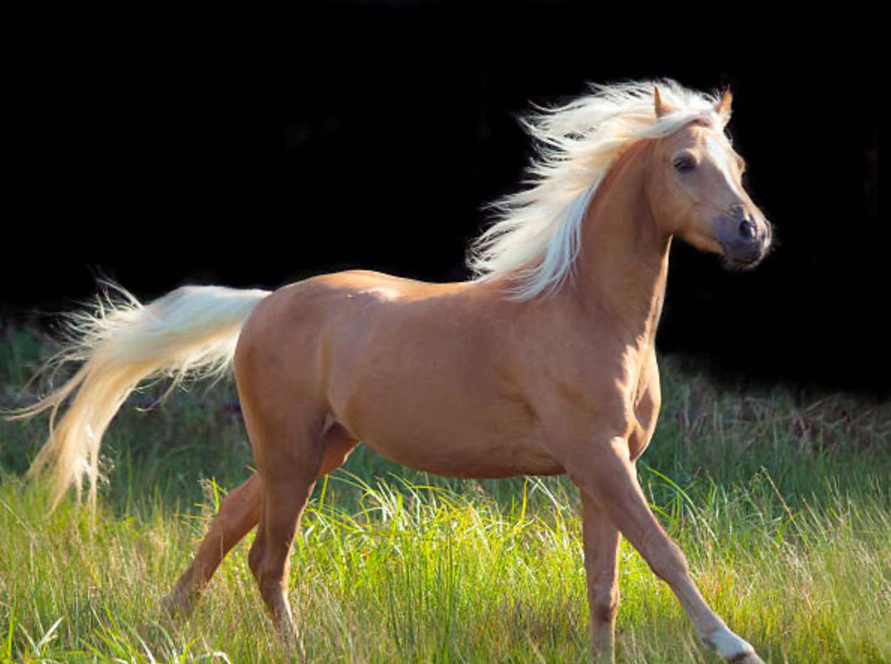Palomino Horse❤️❤️❤️❤️❤️ Pussel online