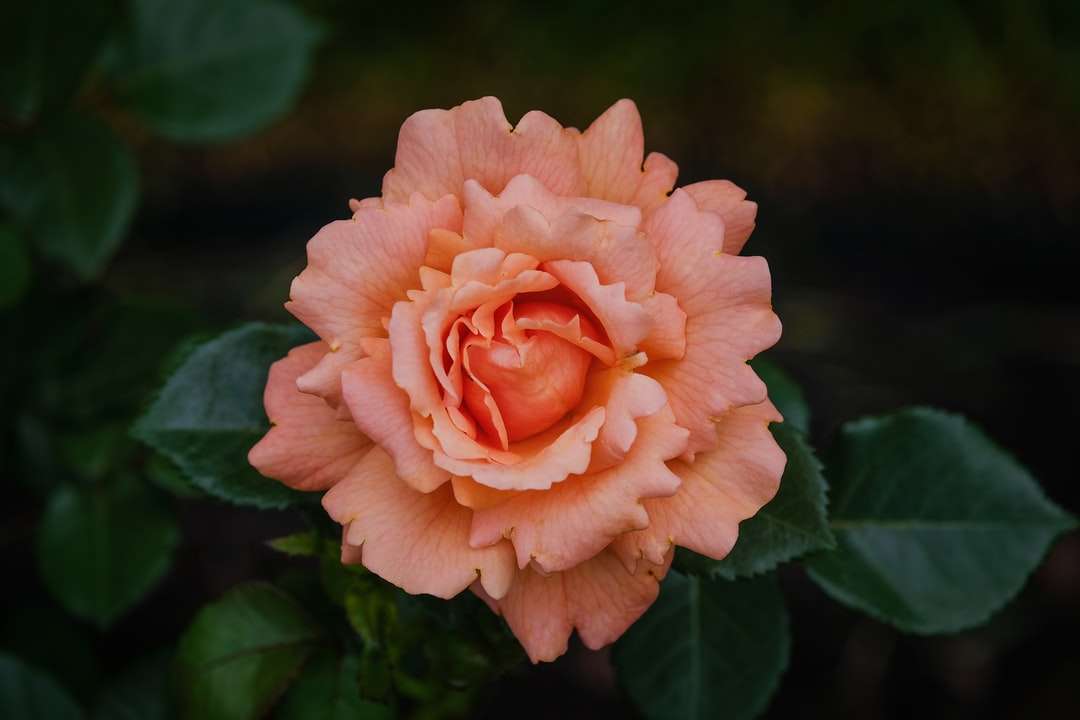 oranžová růže skládačky online
