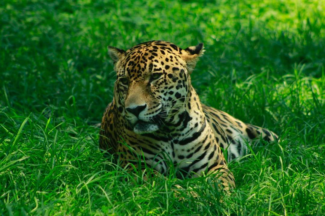 Barna és fekete leopárd a zöld fűben fekszik napközben kirakós online