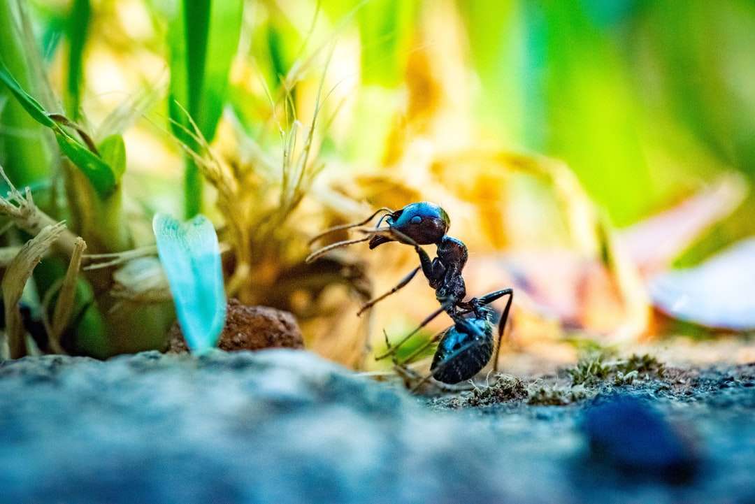 Κοντινό πλάνο φωτογραφία του μαύρου μυρμήγκι μπροστά από το φυτό online παζλ
