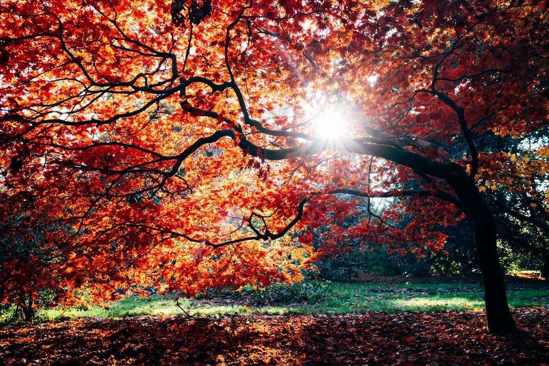 Herbstbäume neben Körper des Wassers tagsüber Online-Puzzle