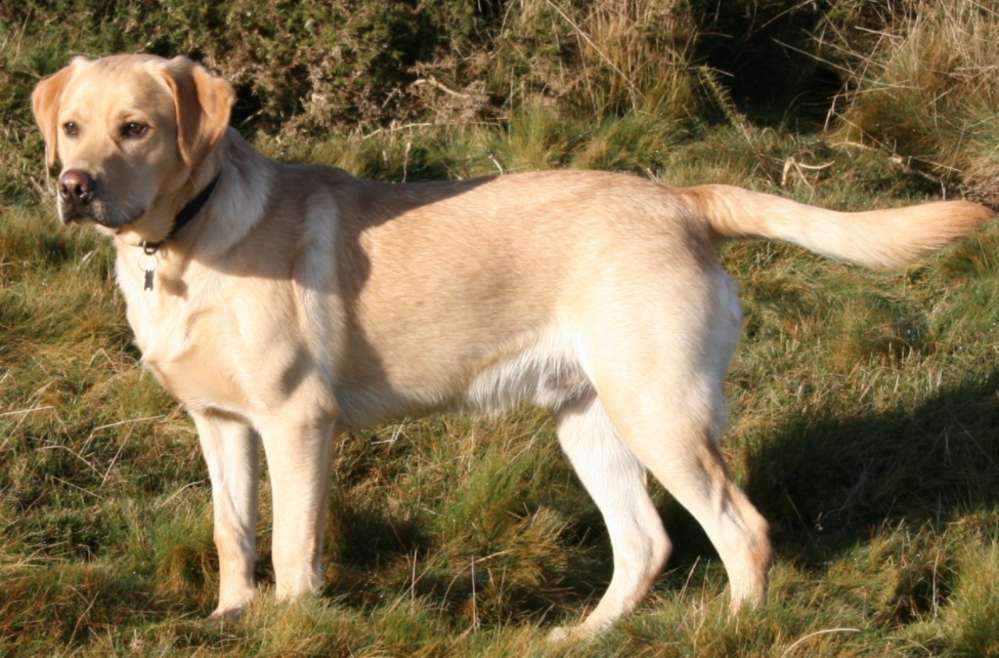 Labrador retriever online παζλ