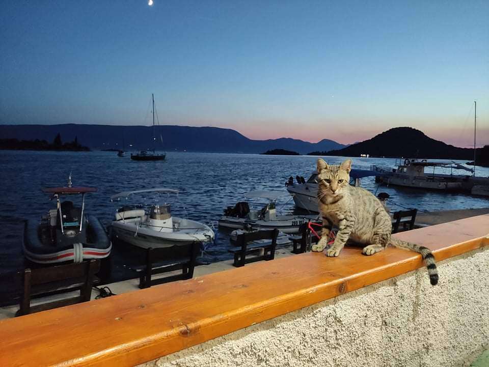 Мистер Кот в Хорватии онлайн-пазл