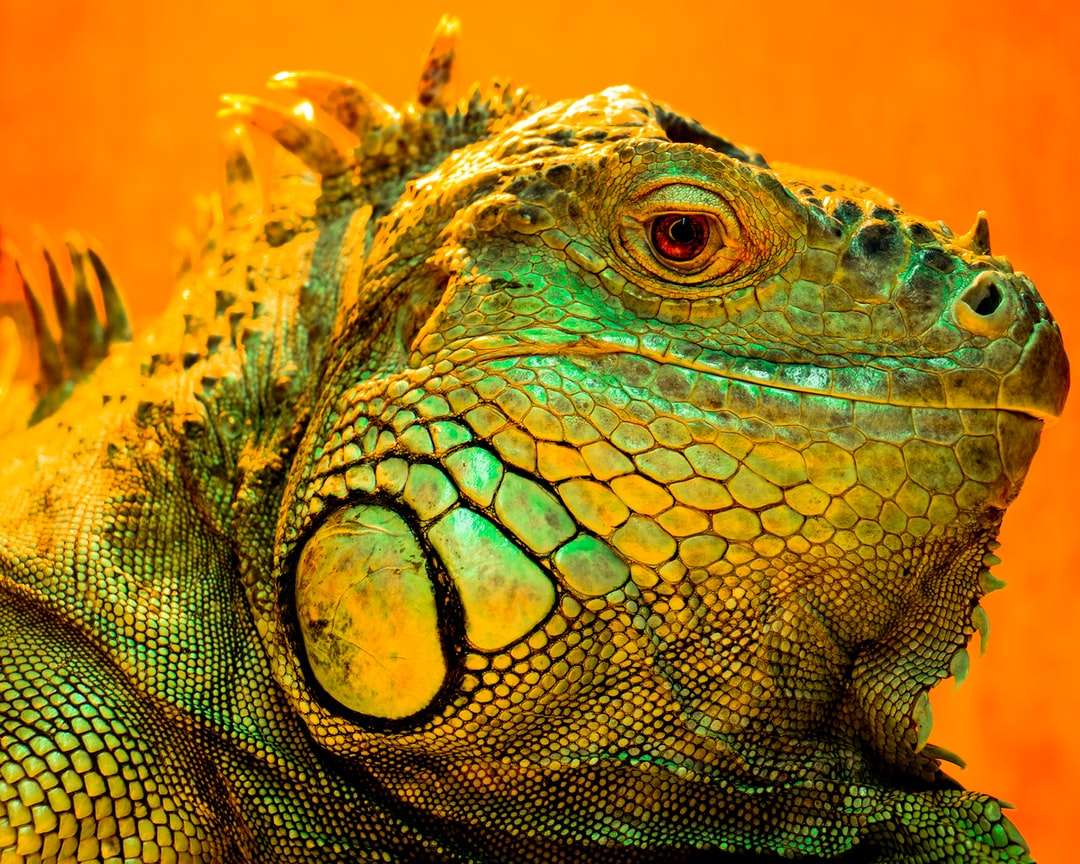 Iguana verde quebra-cabeças online