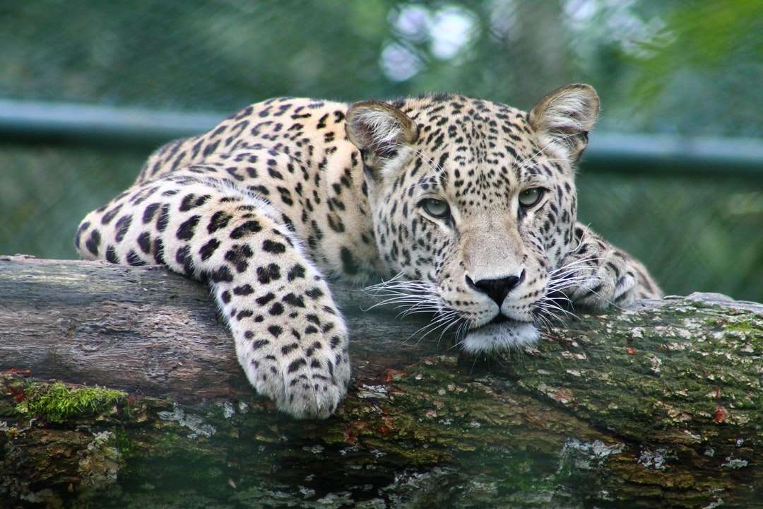 leopardo en rama de árbol rompecabezas en línea