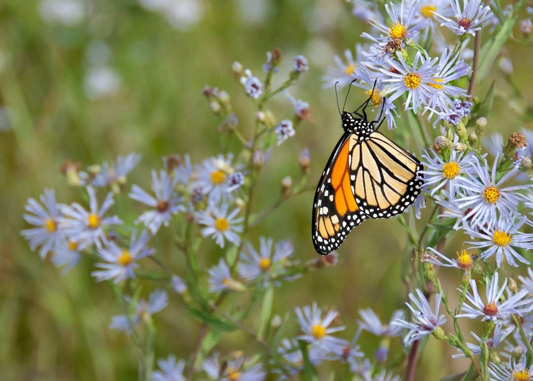Gelber Schmetterling, der auf weißer Blume hockt Puzzlespiel online