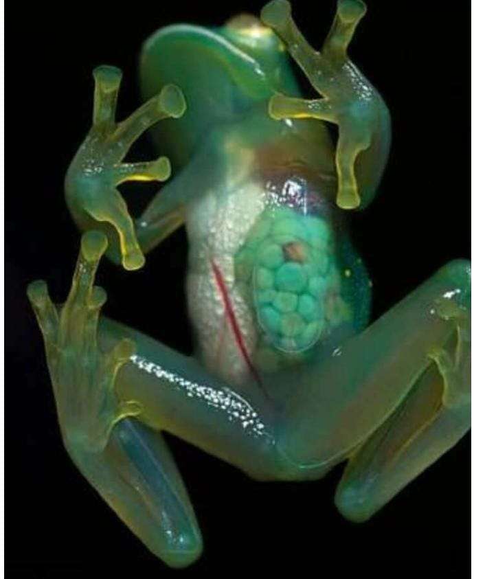 skleněný žába skládačky online
