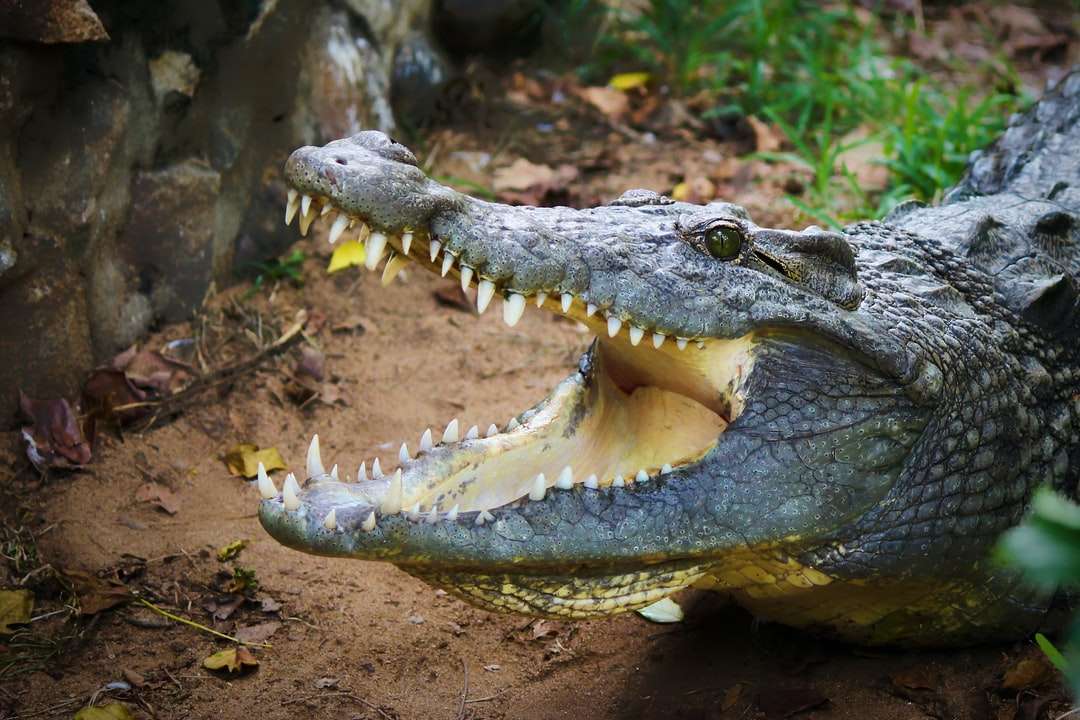 Flacher Fokusfoto des grauen Alligators Puzzlespiel online