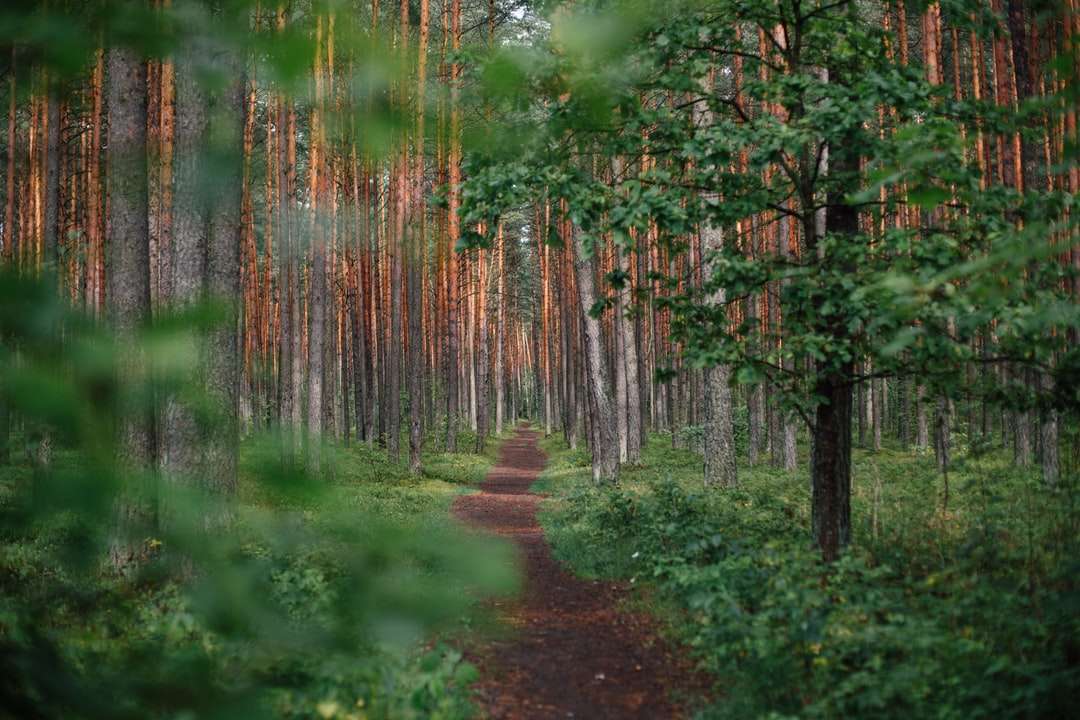 green forest during daytime jigsaw puzzle online