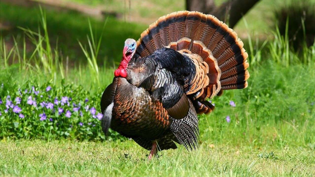 Turkey on the grass online puzzle