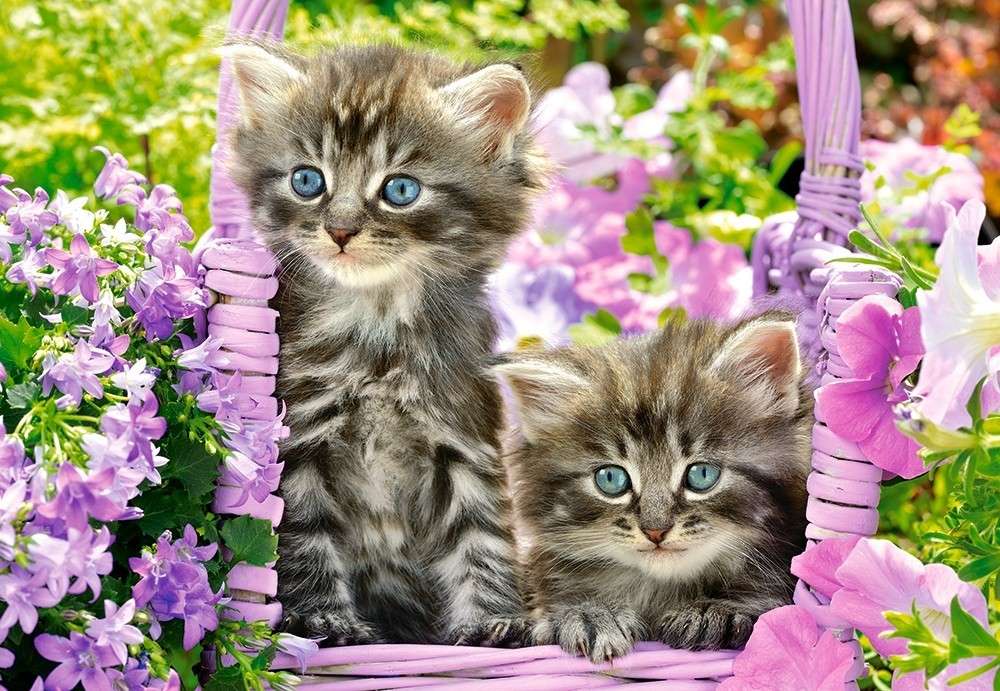 Kitties într-un coș jigsaw puzzle online
