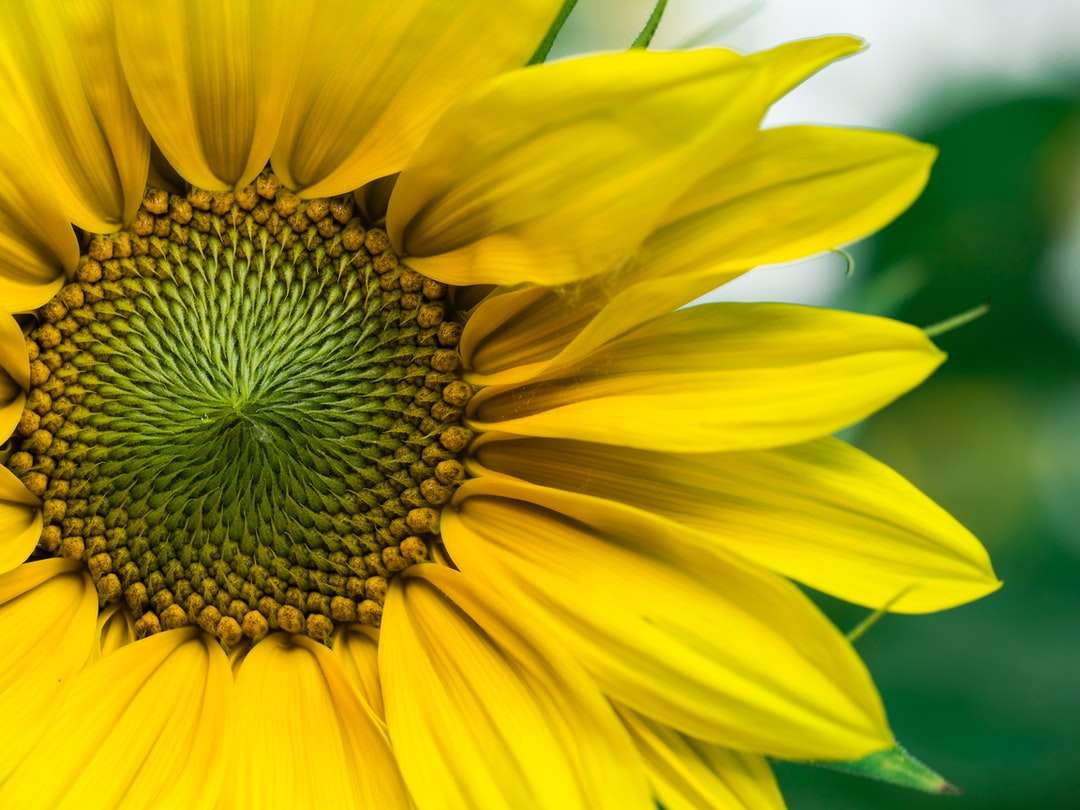 closeup снимка на жълти слънчогледи онлайн пъзел