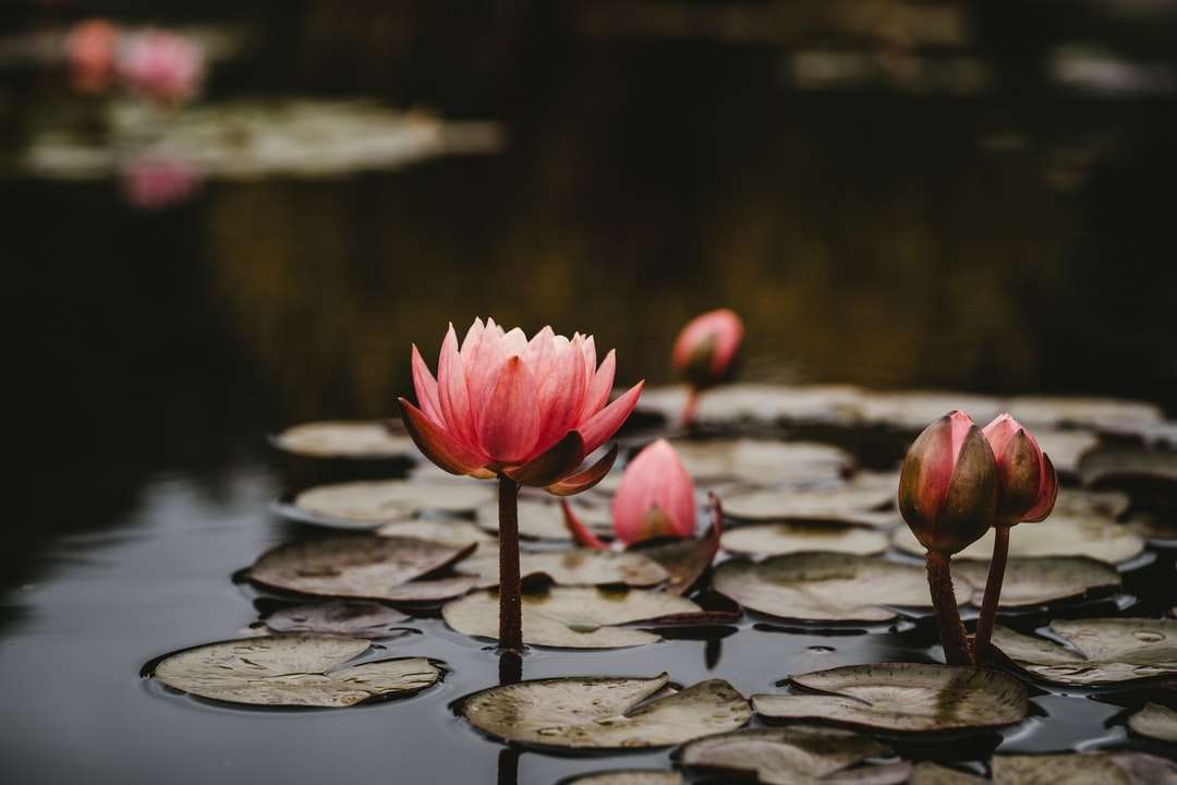 růžové lotosové květy online puzzle