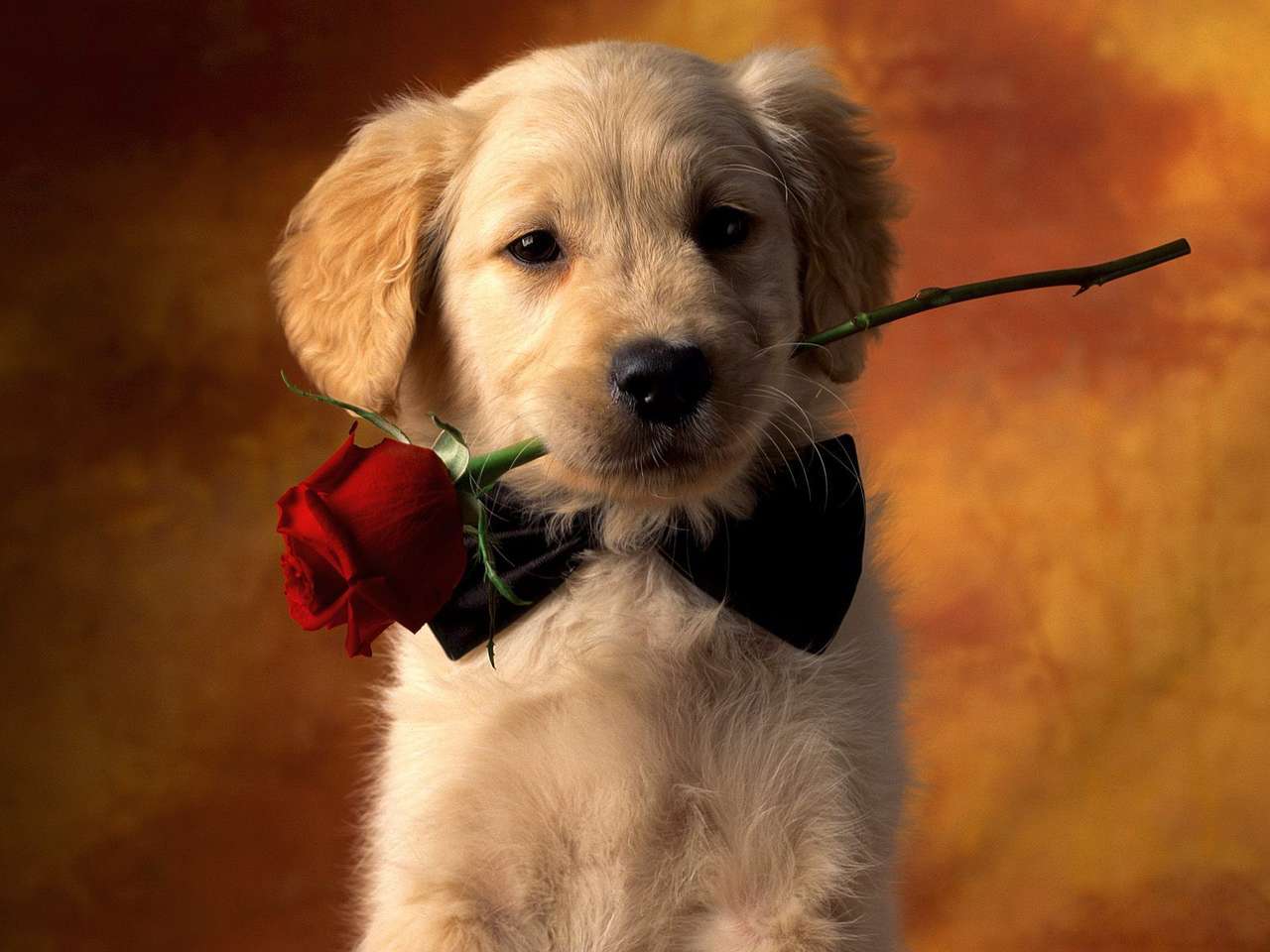 Собака з трояндою онлайн пазл