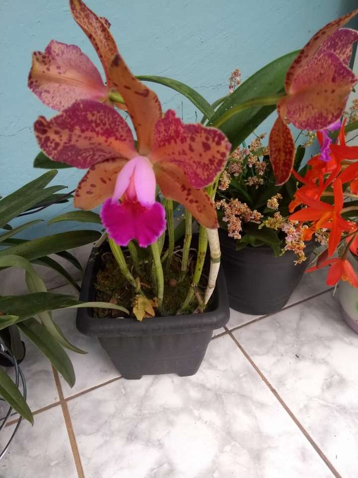 Orkidéer Pussel online