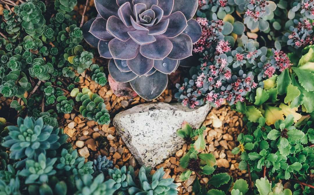 piatră gri înconjurată de plante suculente jigsaw puzzle online