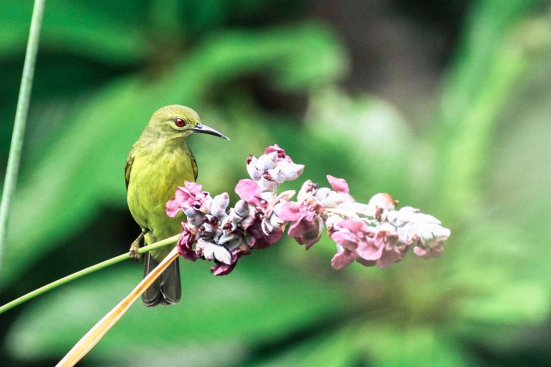 Зеленая птица рядом с розовым цветком онлайн-пазл