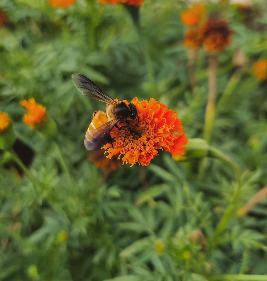 Honeybee uppflugen på orange blomma i närbild Pussel online