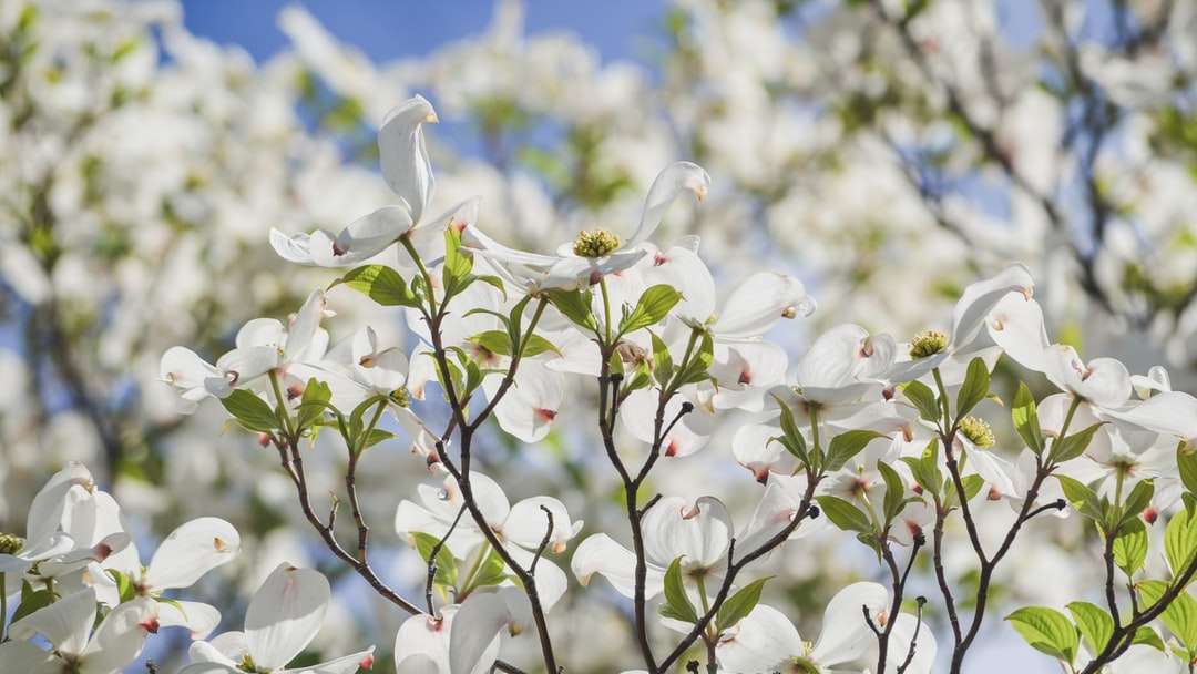 White Petaled Flower legpuzzel online