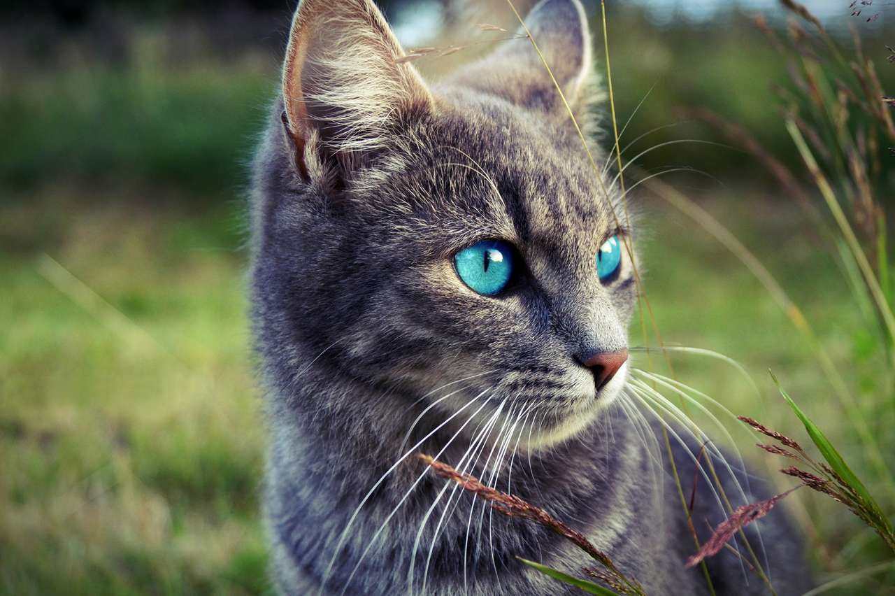 gato de ojos azules rompecabezas en línea