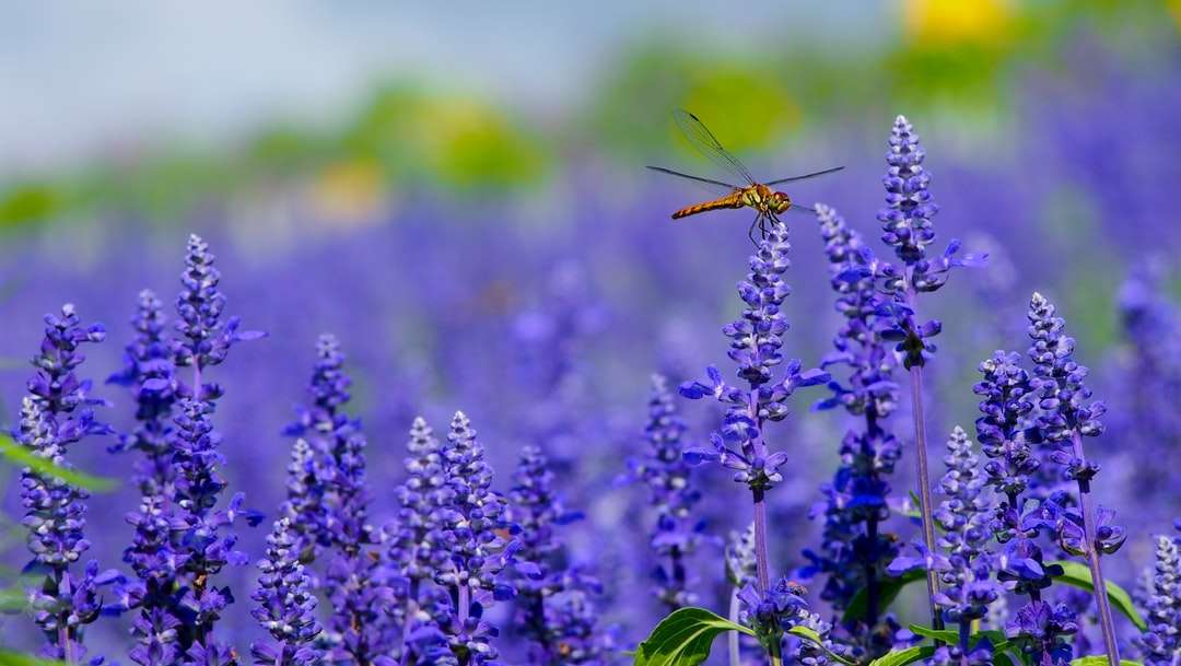 Orange Dragonfly кацнал на лилаво цвете онлайн пъзел