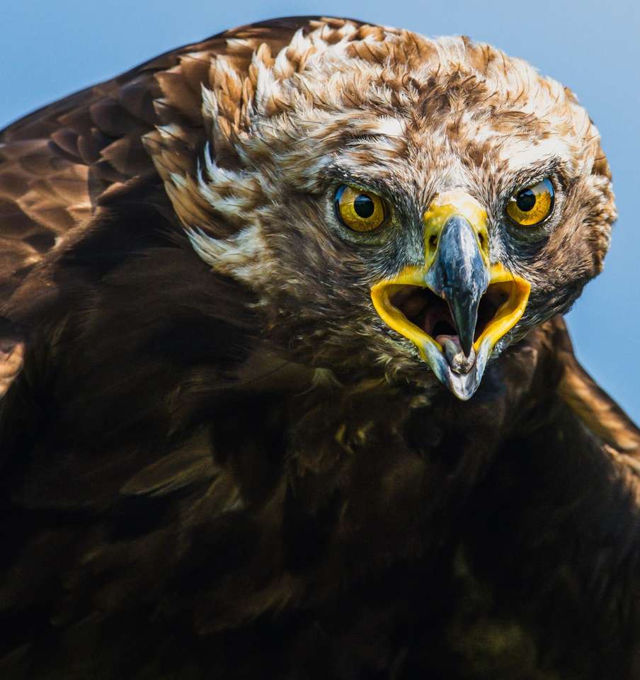 Eagle brun et blanc dans la photographie gros plan puzzle en ligne