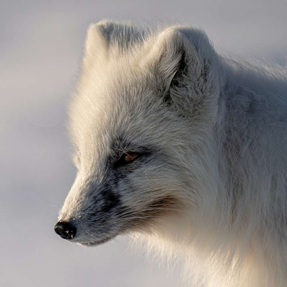 雪に覆われた地面に白い長いコーティングされた動物 ジグソーパズルオンライン