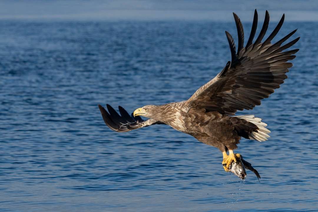 Браун и бял орел, летящ над морето през деня онлайн пъзел