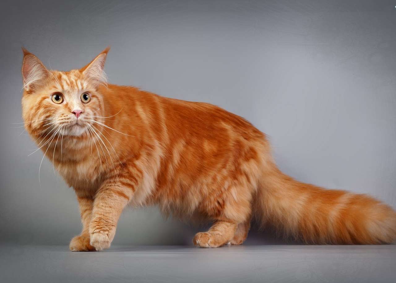 Vörös macska kirakós online