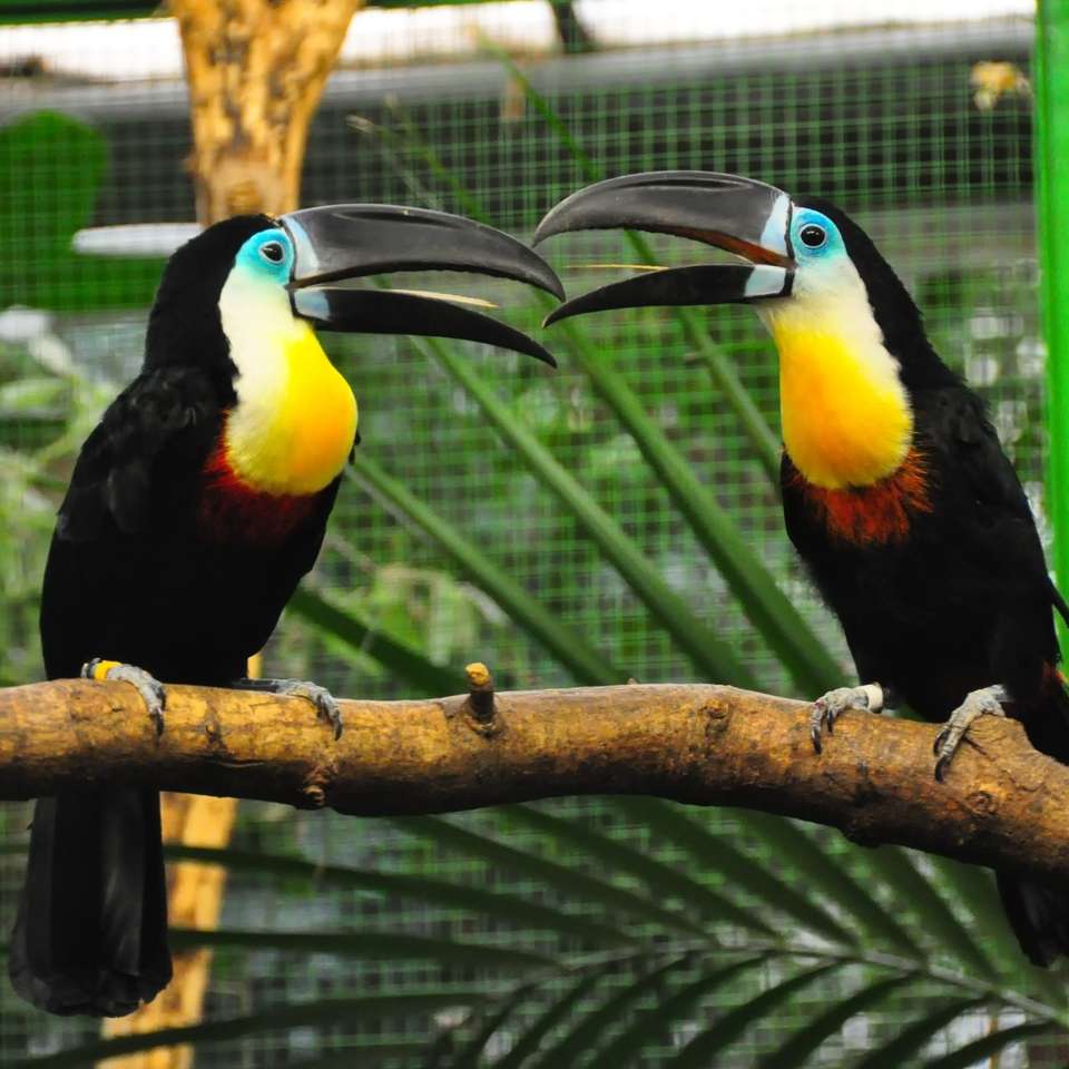 Två toucans pussel på nätet