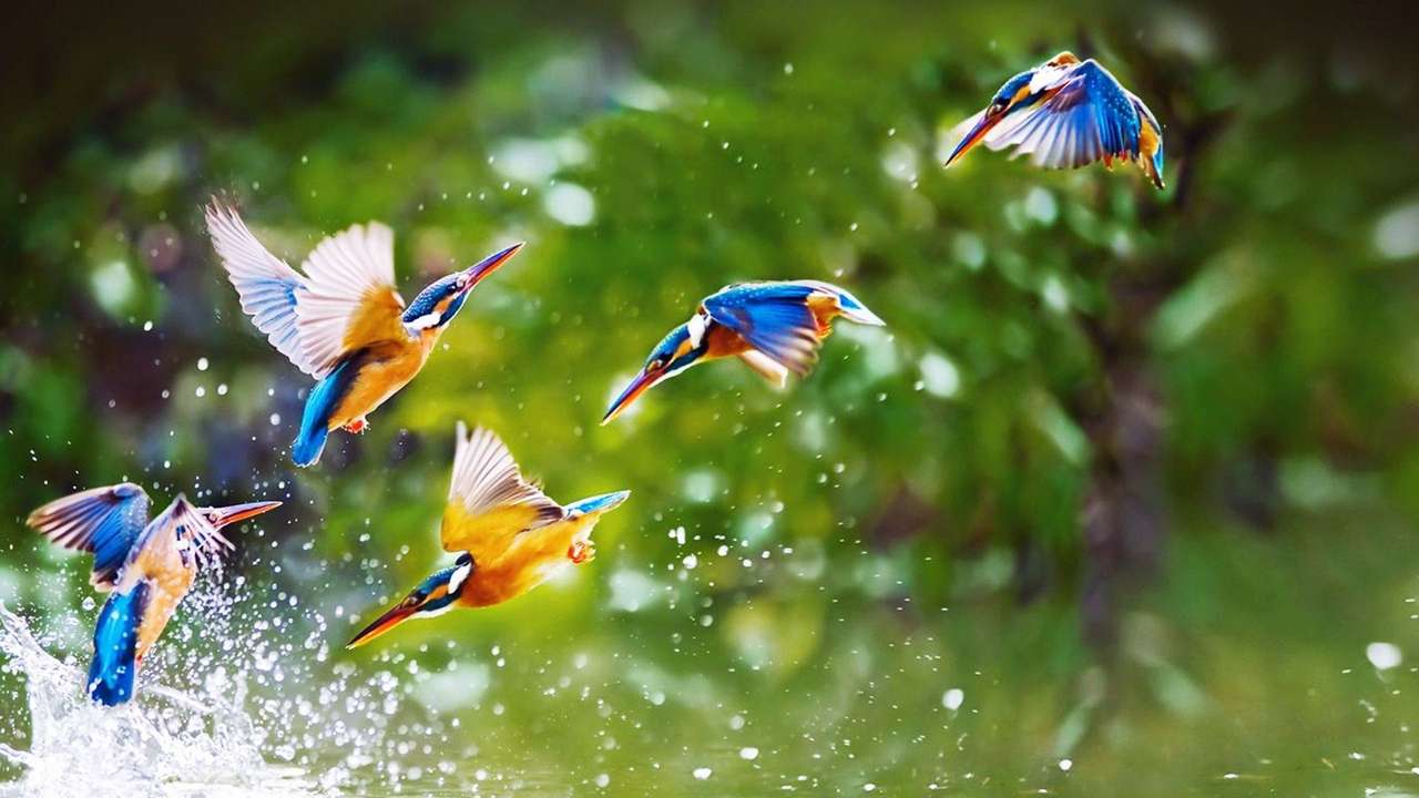 Kleurrijke vogels legpuzzel online