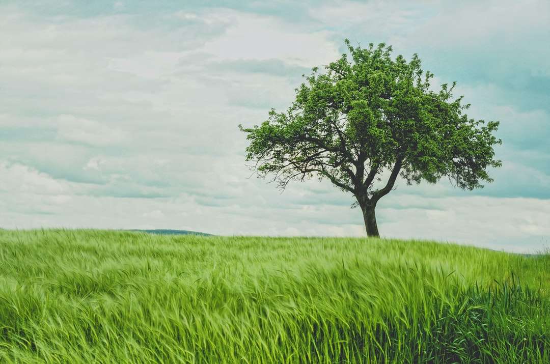 Zelený strom na pastvině během dne online puzzle