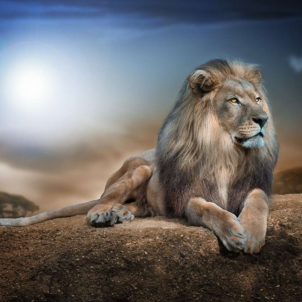 Sitting lion on the rock online puzzle