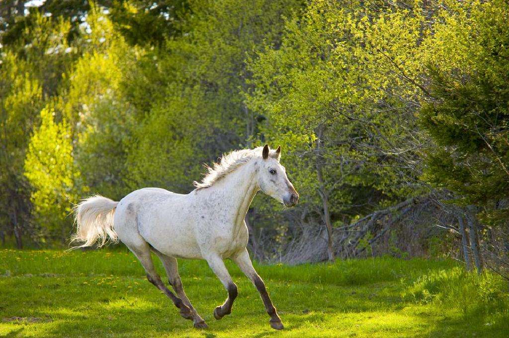 Value white horse jigsaw puzzle online