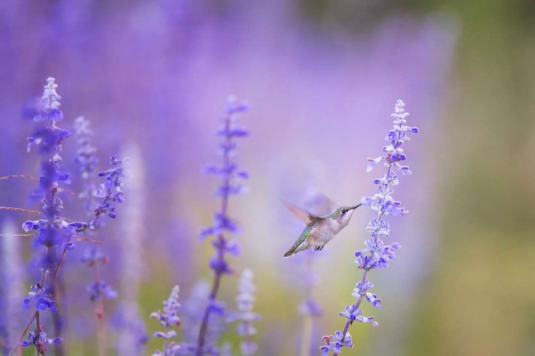 крупным планом фото птицы рядом с фиолетовыми лепестками цветов онлайн-пазл