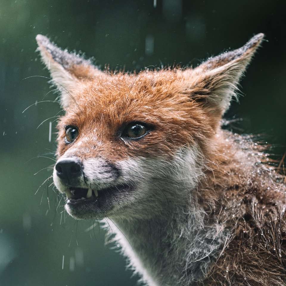 raposa marrom e branco em close-up fotografia puzzle online