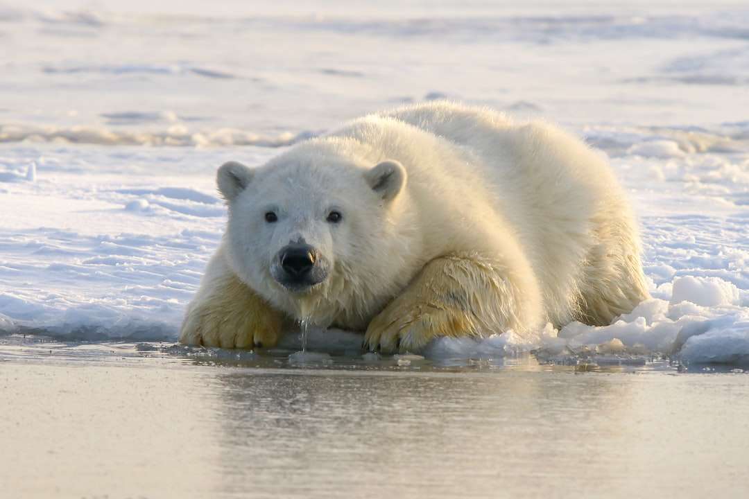 білий ведмідь на воді в денний час пазл онлайн