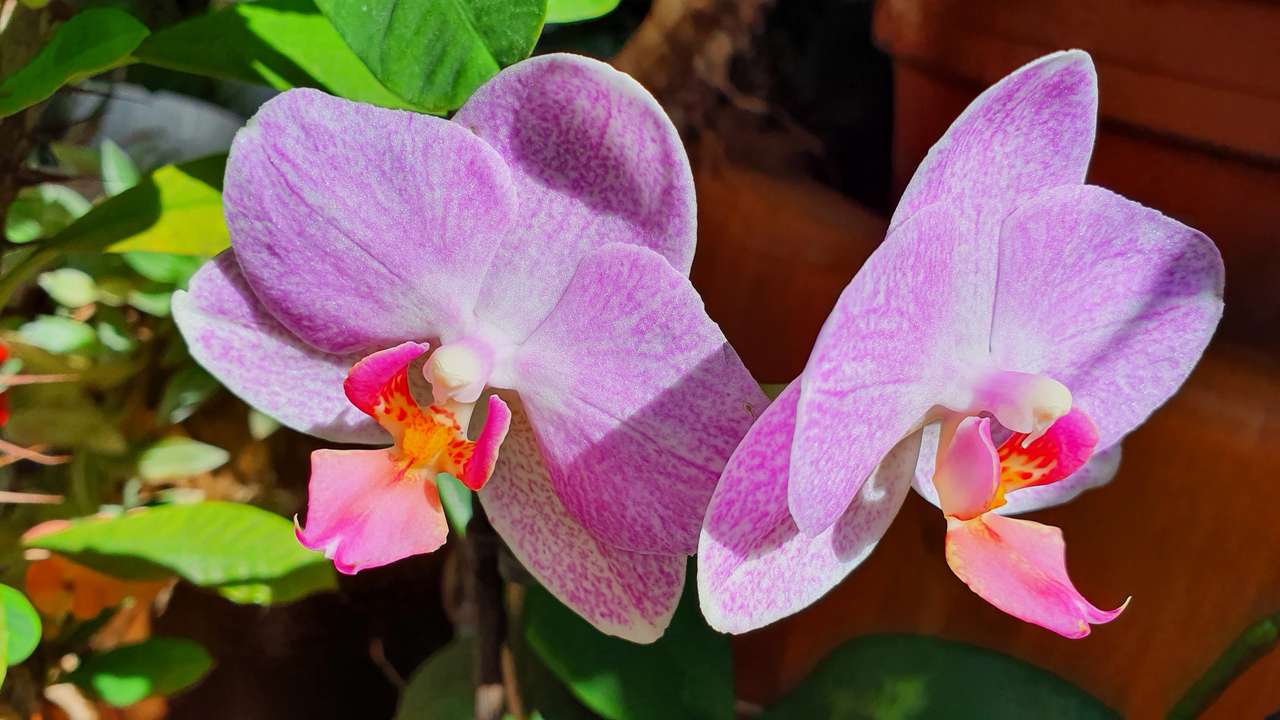 orchidee Puzzlespiel online