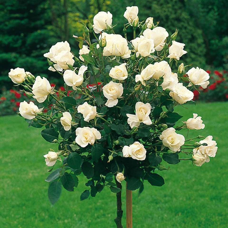 Blooming white rose tree jigsaw puzzle online