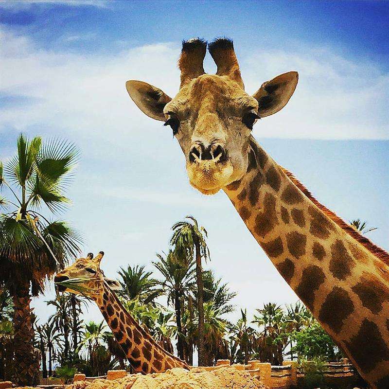 Жирафи в тропіках онлайн пазл