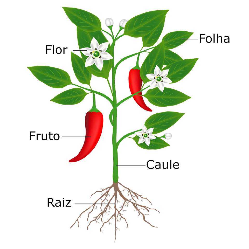 Las partes de las plantas. rompecabezas en línea