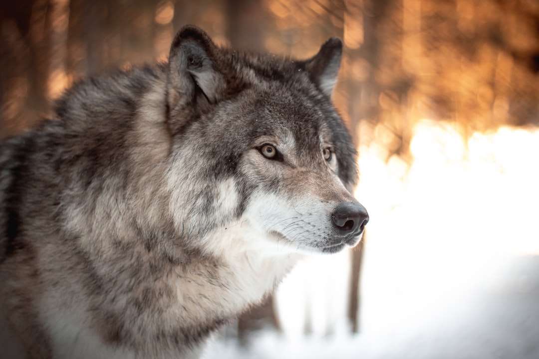 witte en zwarte wolf in tilt shift lens legpuzzel online