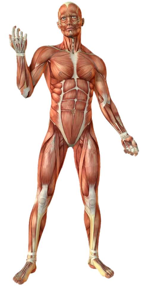Sistema Muscular rompecabezas en línea