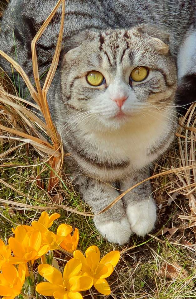 квіти кошеня пазл онлайн