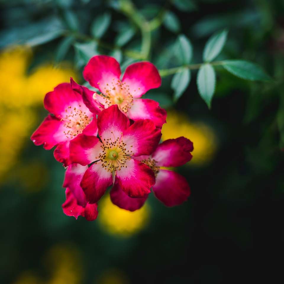 розово цвете в леща за смяна на наклона онлайн пъзел