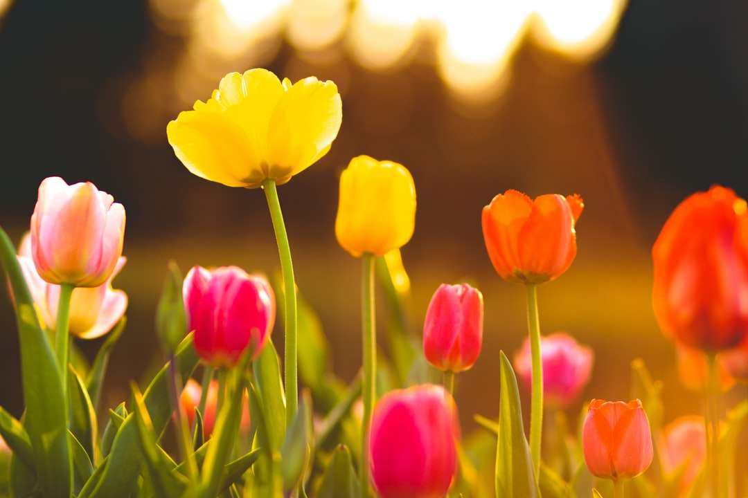 Fotografia de tiro macro de campo de flores quebra-cabeças online