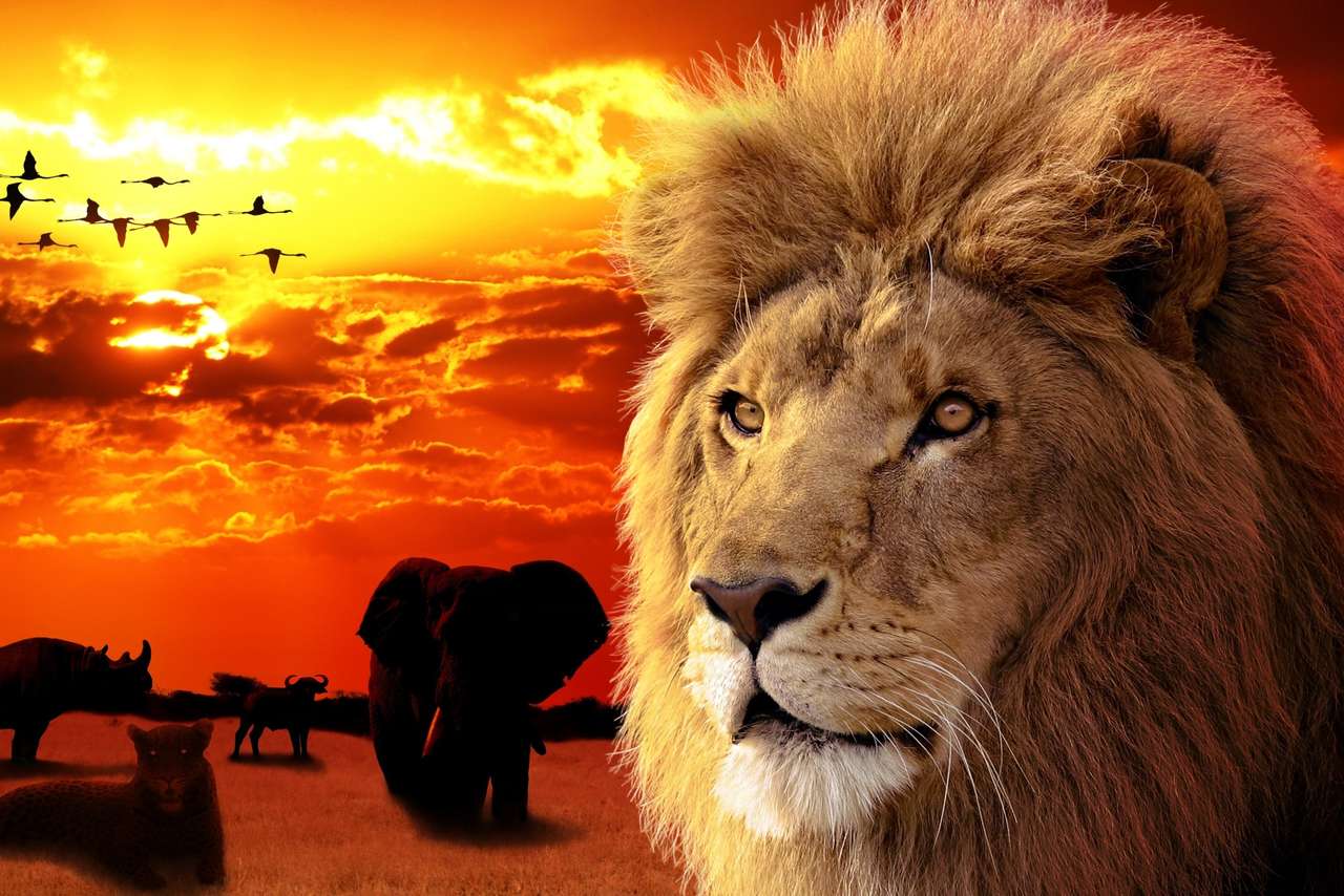 Λιοντάρι κατά το ηλιοβασίλεμα παζλ online