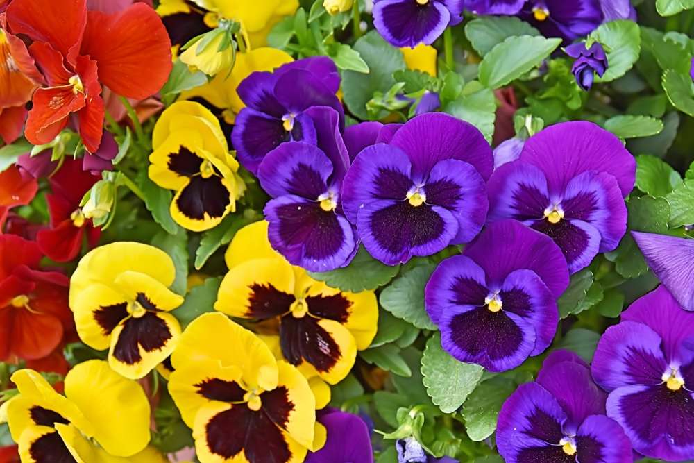 Colorful pansies jigsaw puzzle online