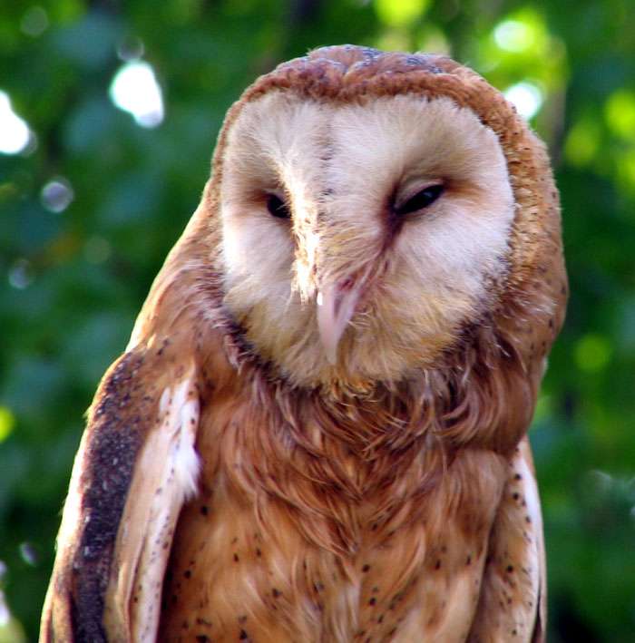 Owl Spaar. kirakós online