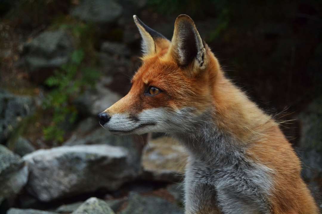 Fotografia de foco raso da raposa quebra-cabeças online